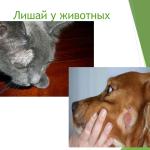 Фотодокумент 37